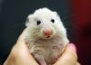 Hamster4.jpg