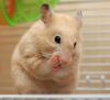 Pensive cream hamster.jpg