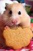 64_hamster_and_cookie.jpg