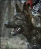 avatar_Wolf_RW