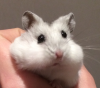 avatar_Ololona