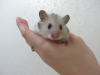 avatar_katushal9