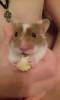 avatar_Tortik